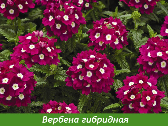 Выращивание рассады вербены